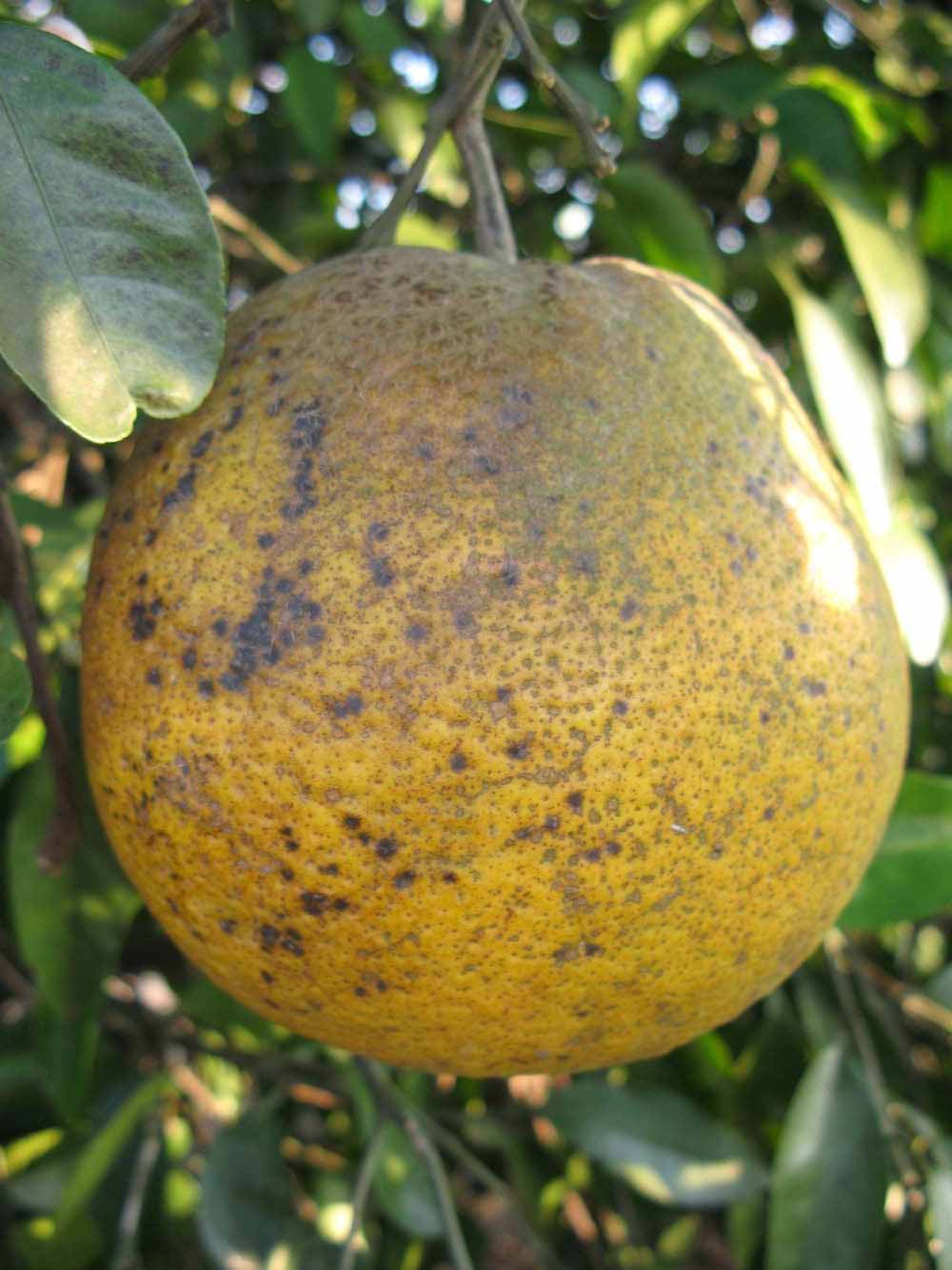              Fruit (Winter Haven, FL)   